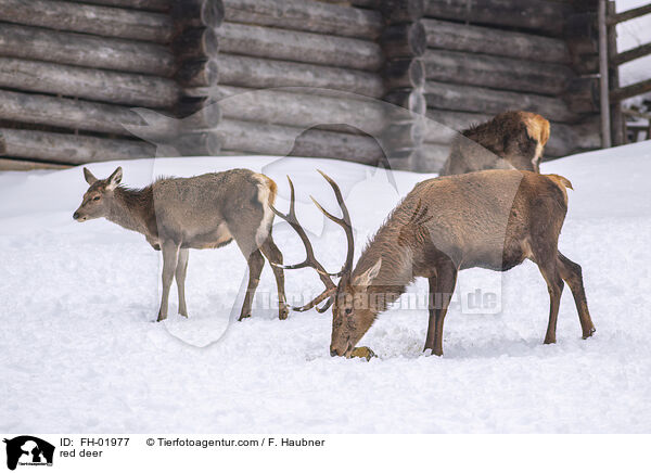 Rotwild / red deer / FH-01977