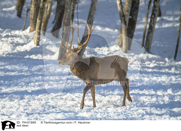Rotwild / red deer / FH-01990
