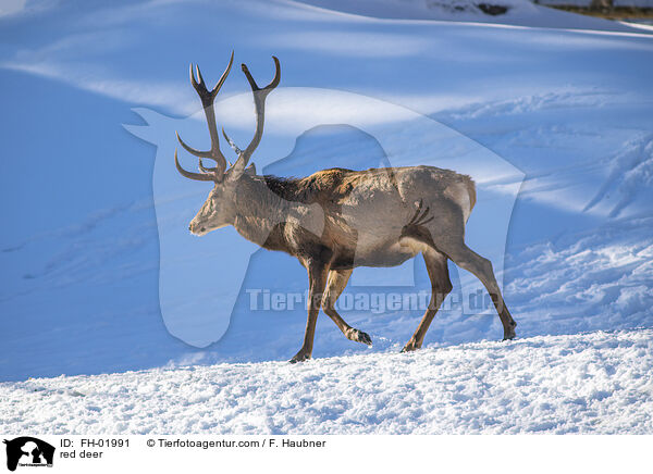 red deer / FH-01991