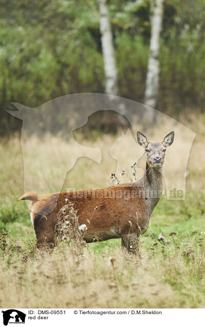 red deer / DMS-09551