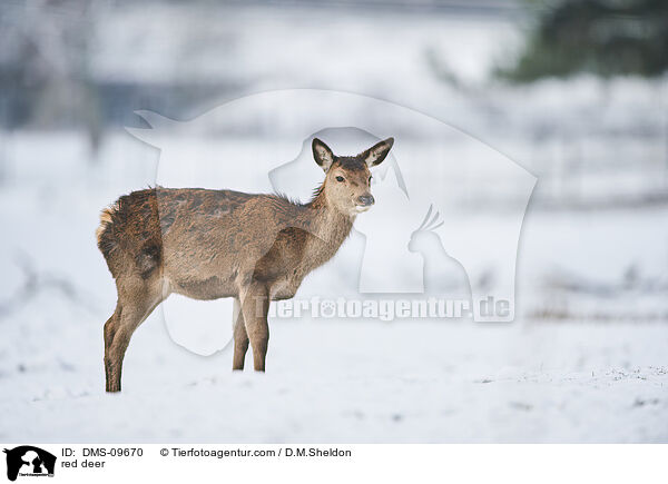 red deer / DMS-09670
