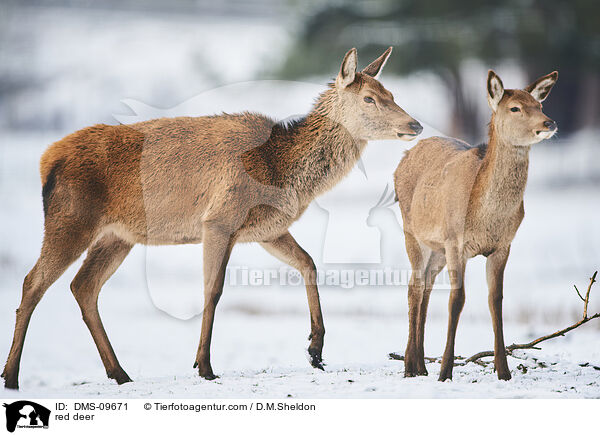 red deer / DMS-09671