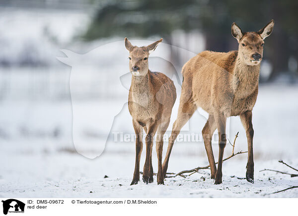red deer / DMS-09672