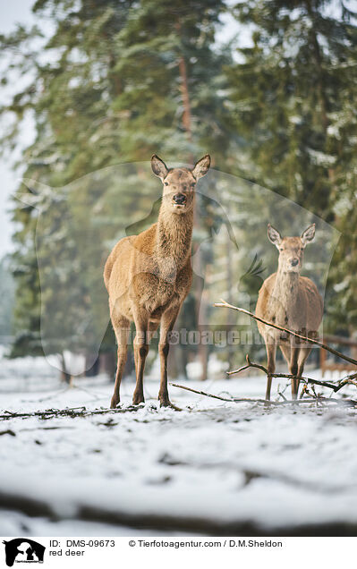 red deer / DMS-09673