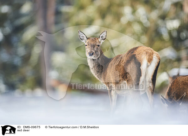 Rotwild / red deer / DMS-09675