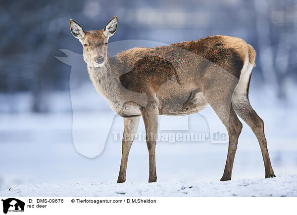 red deer / DMS-09676