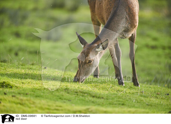 Rotwild / red deer / DMS-09681