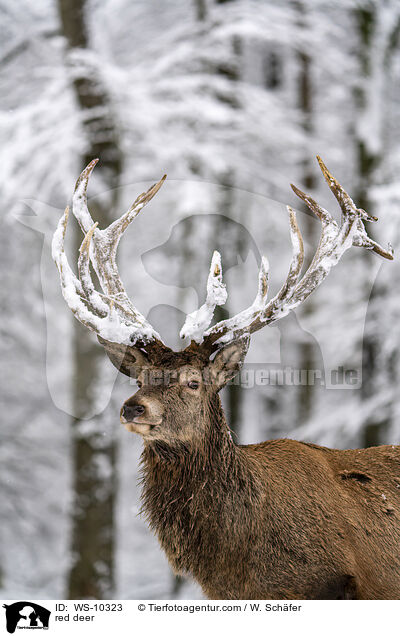 red deer / WS-10323