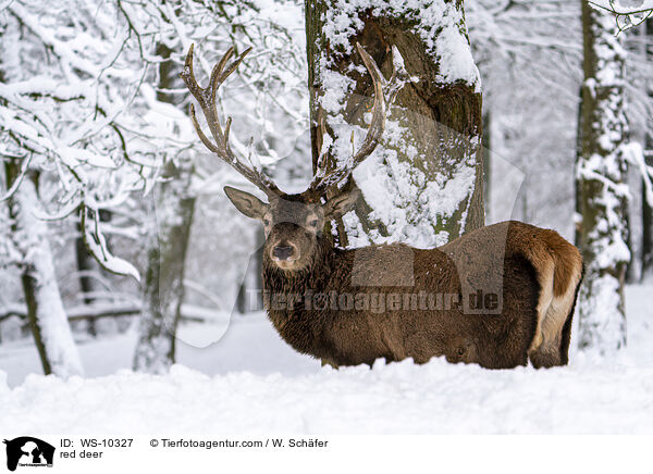 Rotwild / red deer / WS-10327