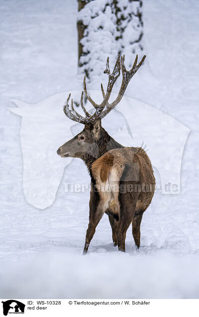red deer / WS-10328