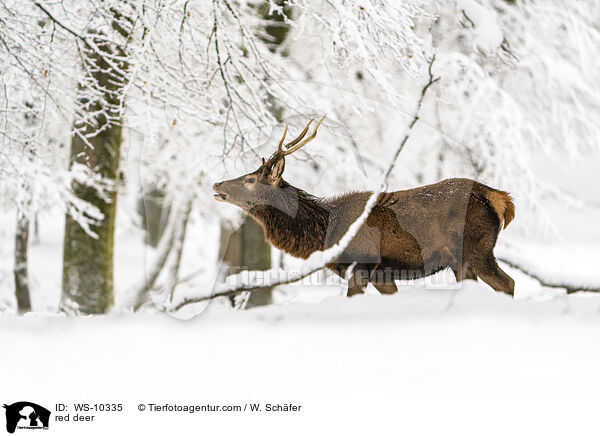 Rotwild / red deer / WS-10335