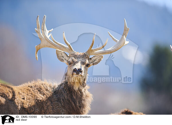 Rotwild / red deer / DMS-10090