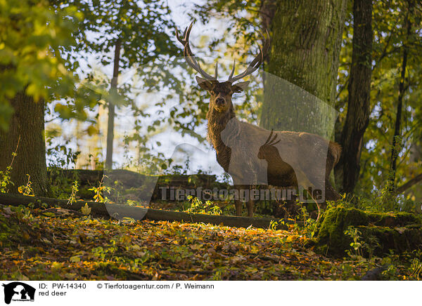 Rotwild / red deer / PW-14340