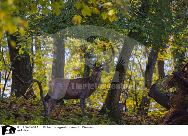 Rotwild / red deer / PW-14341