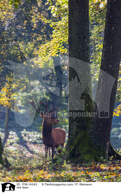 red deer / PW-14343