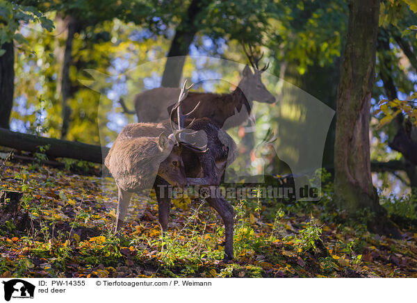 Rotwild / red deer / PW-14355