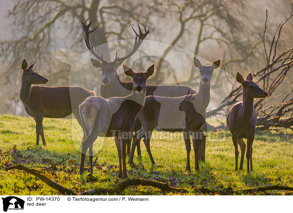 red deer / PW-14370