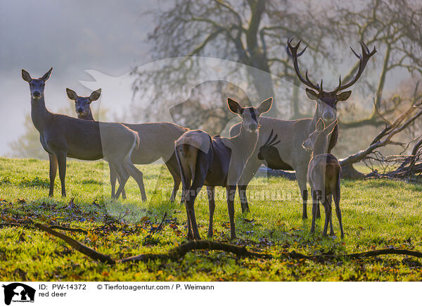 red deer / PW-14372
