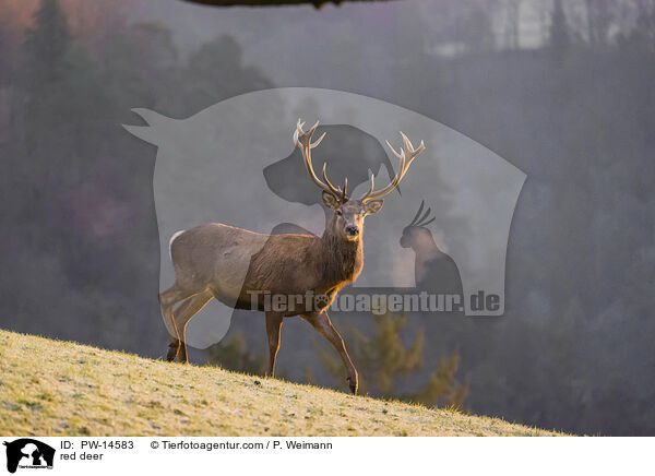 Rotwild / red deer / PW-14583