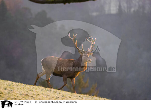 Rotwild / red deer / PW-14584