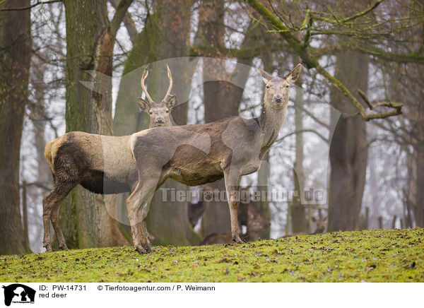 Rotwild / red deer / PW-14731
