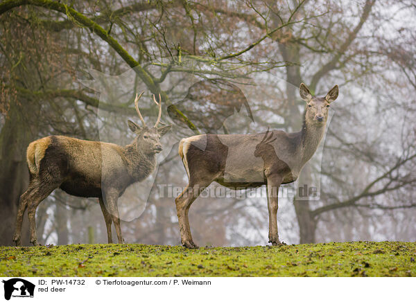 Rotwild / red deer / PW-14732