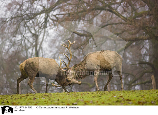 Rotwild / red deer / PW-14752