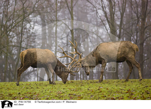 Rotwild / red deer / PW-14756