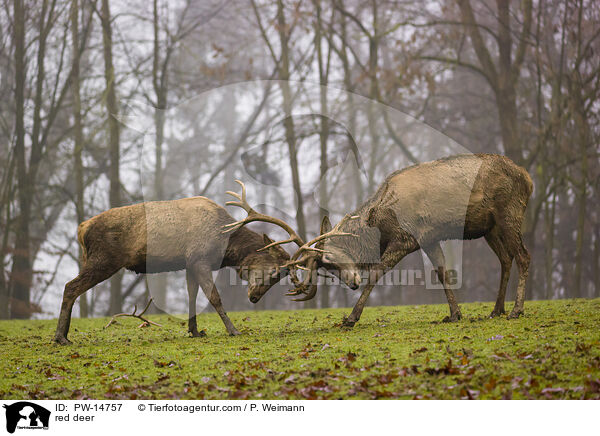 Rotwild / red deer / PW-14757