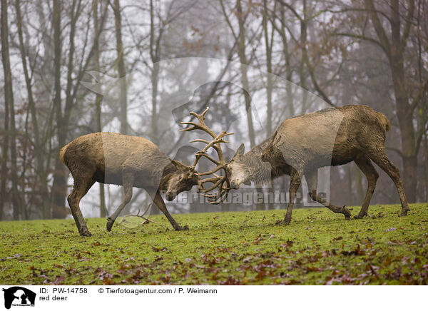 Rotwild / red deer / PW-14758