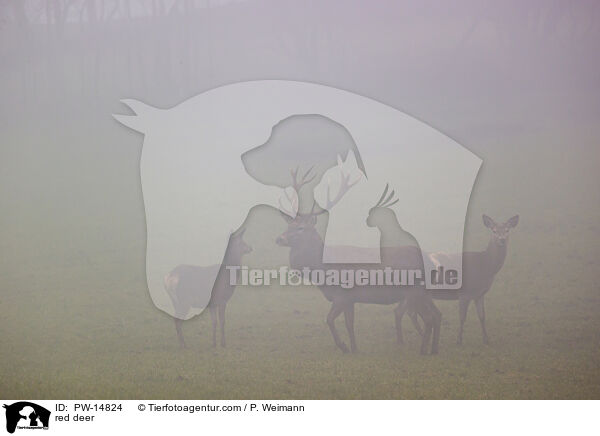 red deer / PW-14824