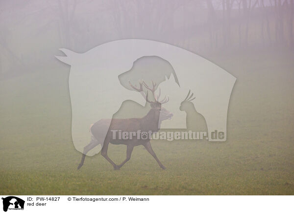 Rotwild / red deer / PW-14827