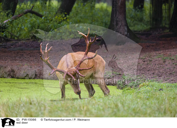 Rotwild / red deer / PW-15066