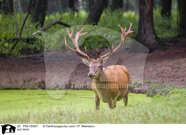 Rotwild / red deer / PW-15067