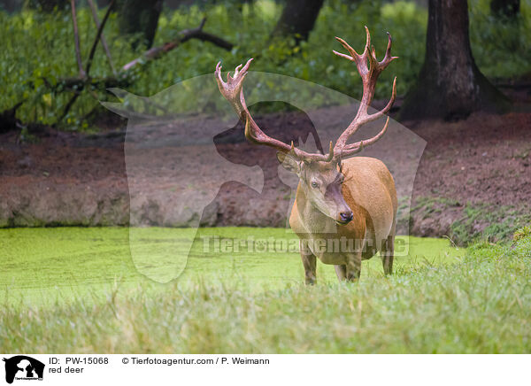 Rotwild / red deer / PW-15068