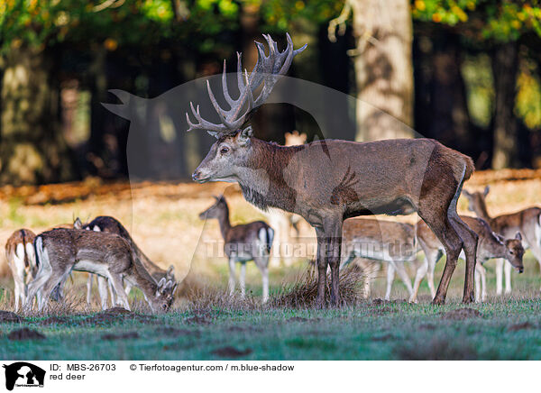 Rotwild / red deer / MBS-26703