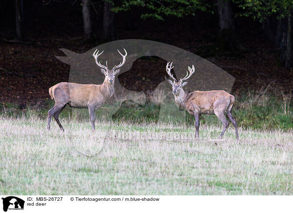 Rotwild / red deer / MBS-26727