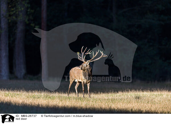 Rotwild / red deer / MBS-26737
