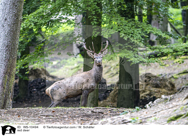 Rotwild / red deer / WS-10494