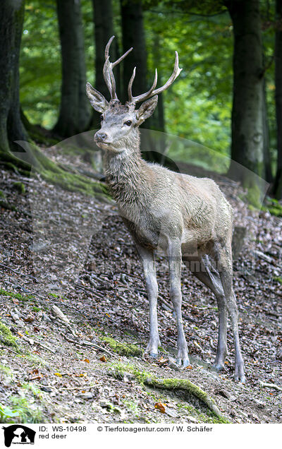 red deer / WS-10498