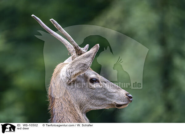 Rotwild / red deer / WS-10502