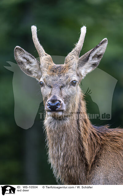 Rotwild / red deer / WS-10504
