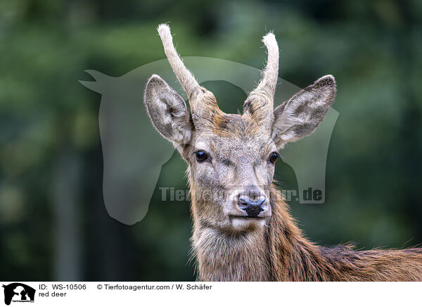 Rotwild / red deer / WS-10506
