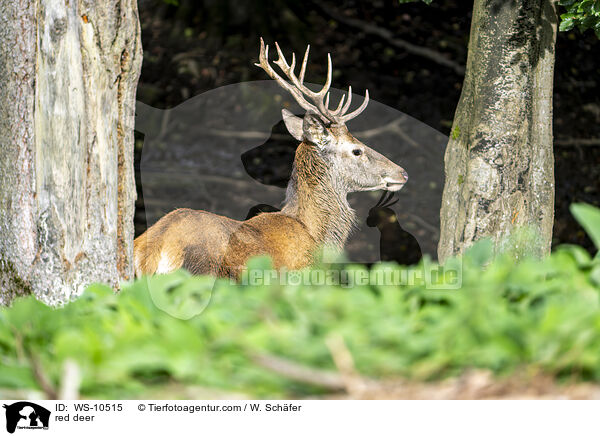 Rotwild / red deer / WS-10515