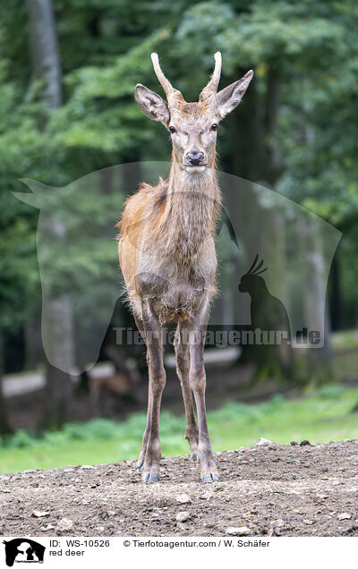 red deer / WS-10526