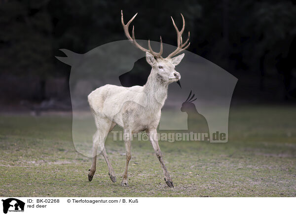Rotwild / red deer / BK-02268