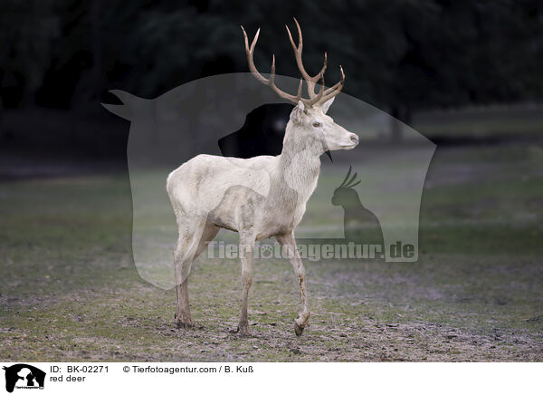 Rotwild / red deer / BK-02271