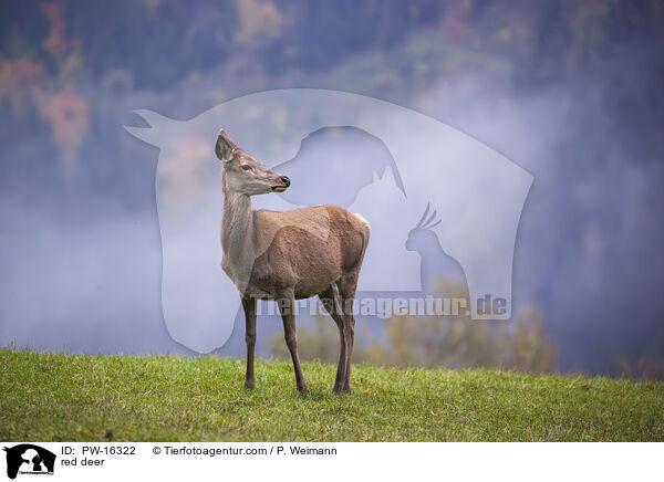 Rotwild / red deer / PW-16322