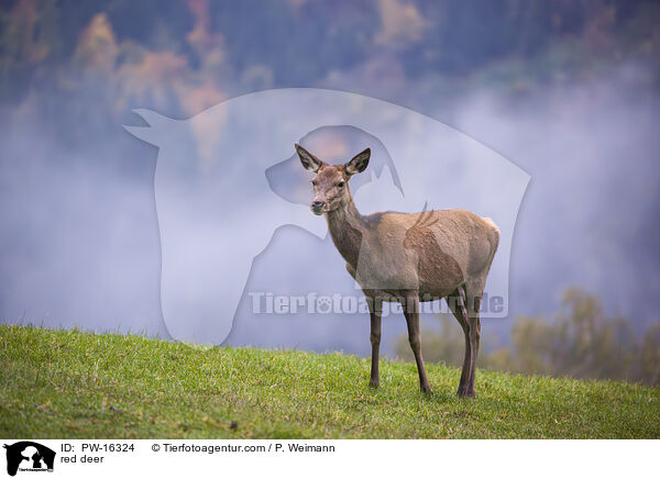 Rotwild / red deer / PW-16324