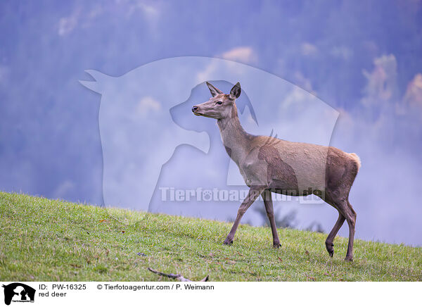 red deer / PW-16325